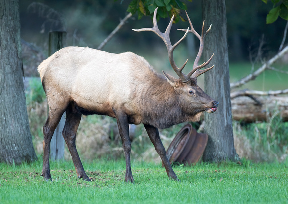#1423 - Bull Elk