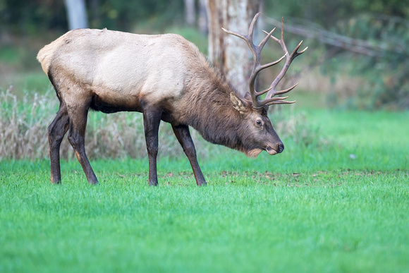 #1425 - Bull Elk