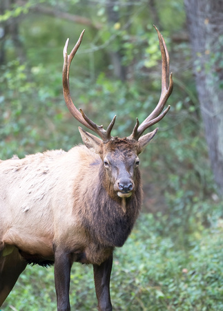 #1432 - Bull Elk]