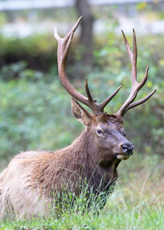 #1430 - Bull Elk