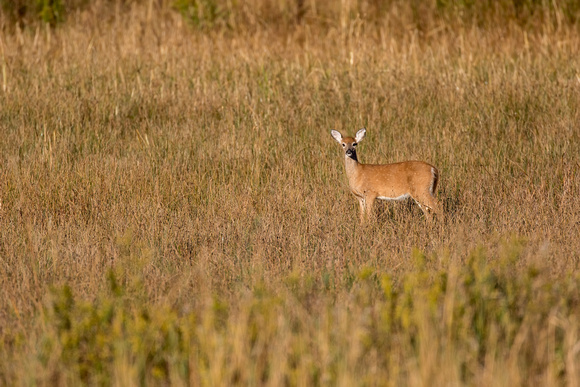 #1435 - Deer Field
