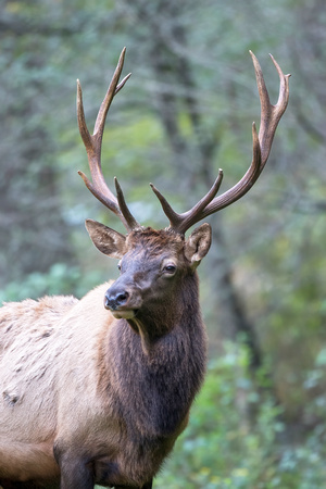 #1431 - Bull Elk