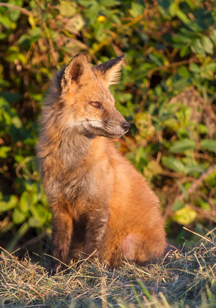 #1452 - Fox Pup