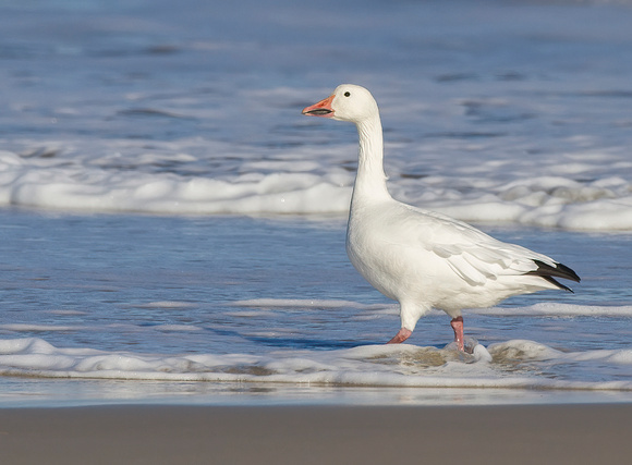 #1560 - Snow Goose in the Surf