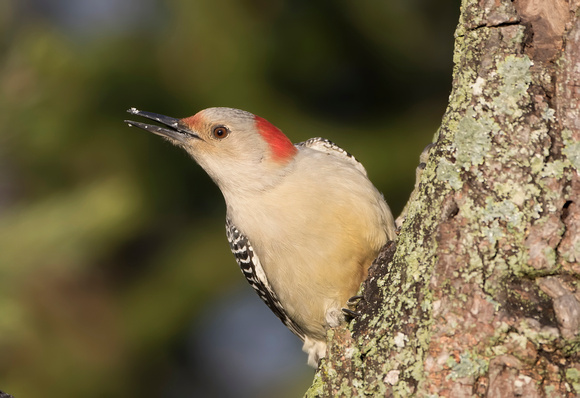 #1564 - Red-bellied Woodpecker