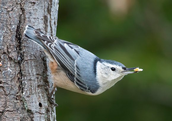 #1566 - White-breasted Nuthatch