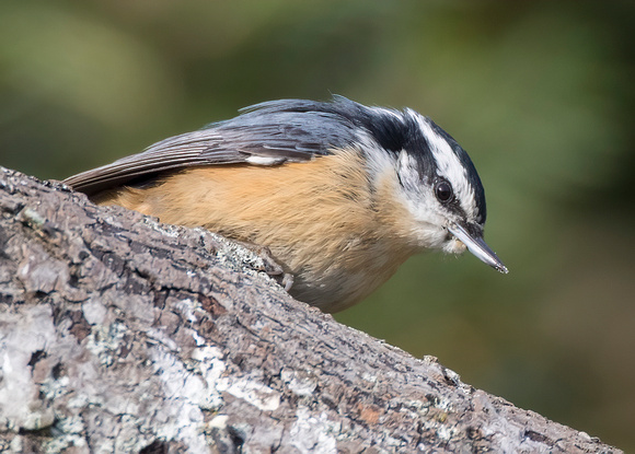 #1567 - Red-breasted Nuthatch