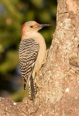 #1565 - Red-bellied Woodpecker