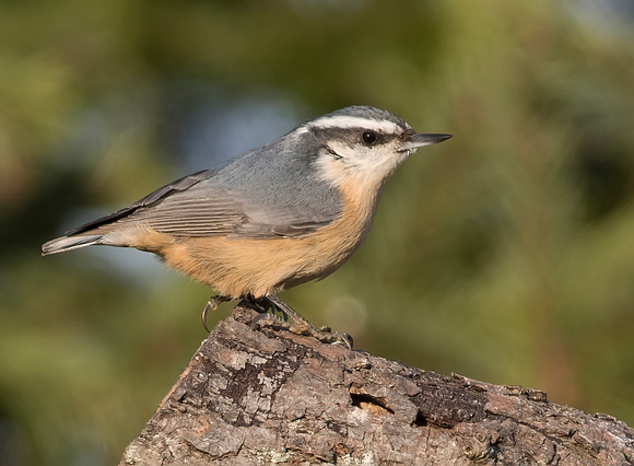 #1569 - Red-breasted Nuthatch