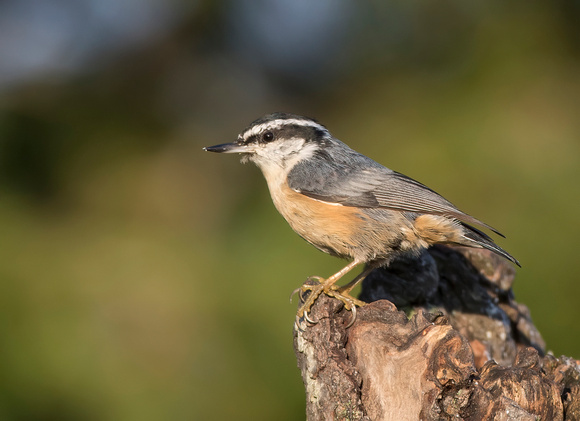 #1568 - Red-breasted Nuthatch