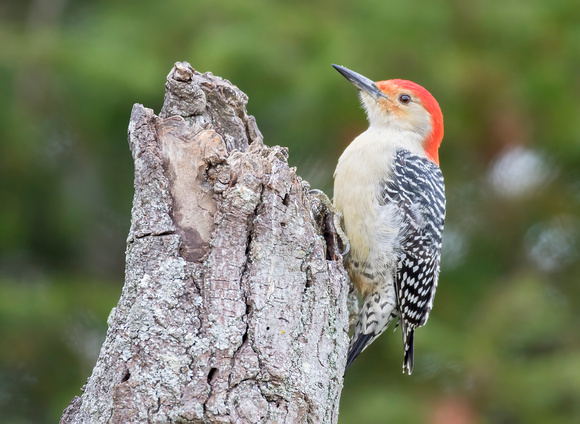 #1563 - Red-bellied Woodpecker