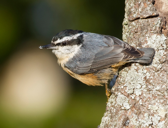 #1570 - Red-breasted Nuthatch