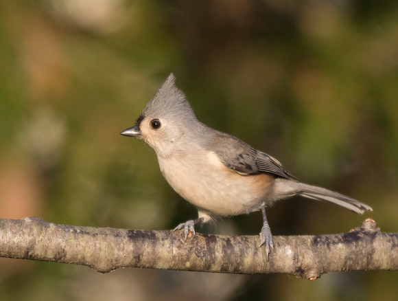 #1571 - Tufted Titmouse