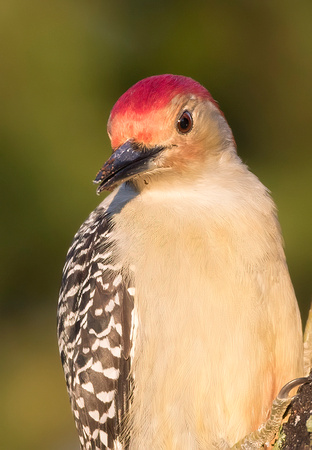 #1576 - Red-bellied Woodpecker