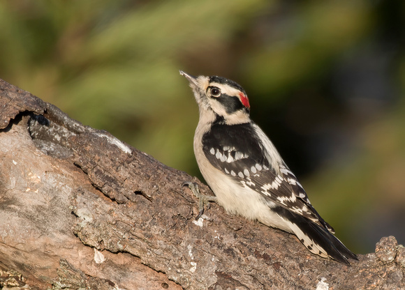 #1572 - Downy Woodpecker