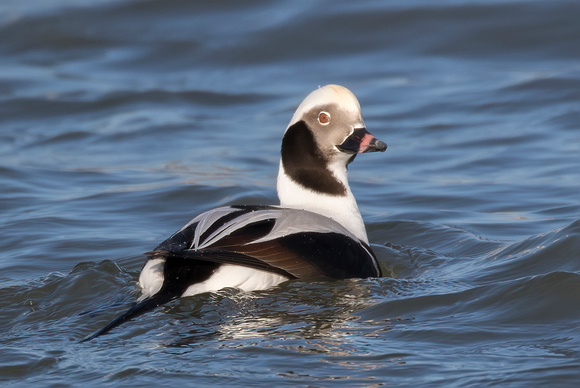 #1584 - Long-tailed Duck