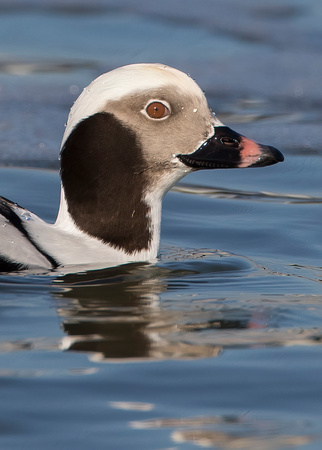 #1586 - Long-tailed Duck