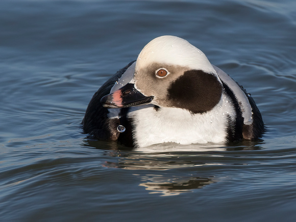 #1585 - Long-tailed Duck
