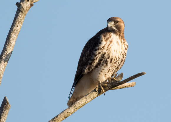 #1589 - Red-tailed Hawk