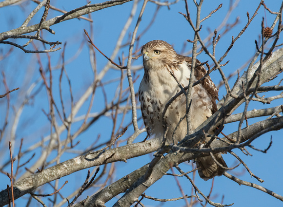 #1590 - Red-tailed Hawk