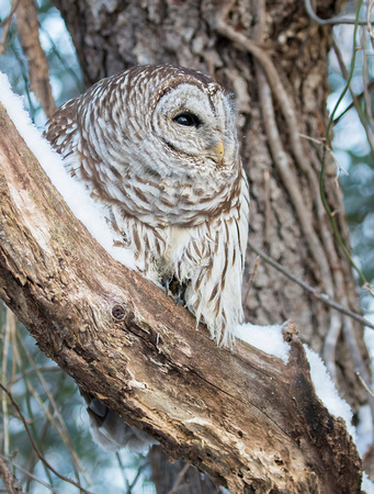 #1627 - Barred Owl
