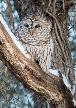 #1628 - Barred Owl