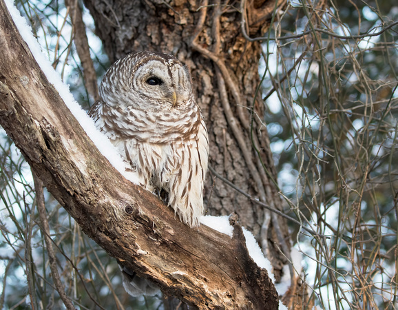 #1629 - Barred Owl