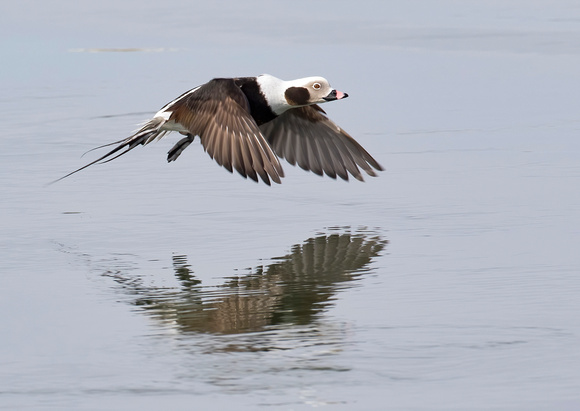 #1646 - Drake Long-tailed Duck