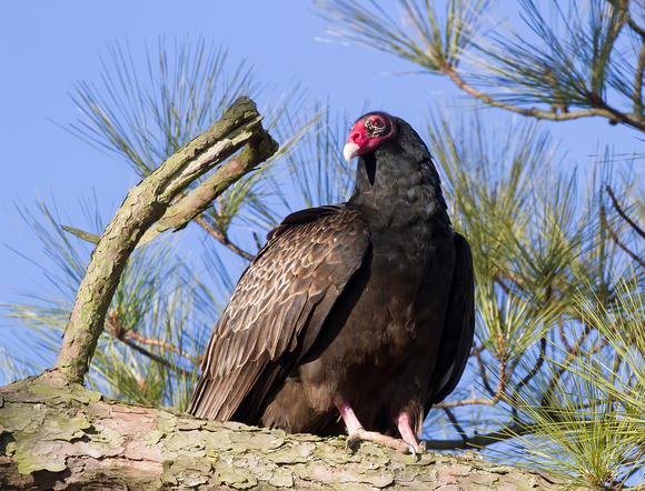 #1642 - Turkey Vulture