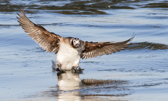#1652 - Immature Drake Long-tailed Duck