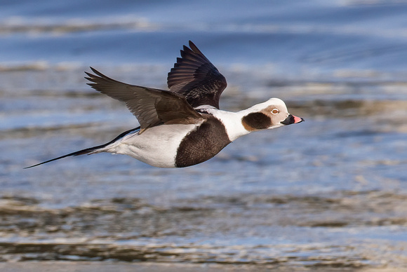 #1664 - Drake Long-tailed Duck