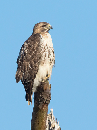 #1668 - Red-tailed Hawk