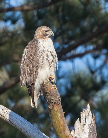 #1669 - Red-tailed Hawk