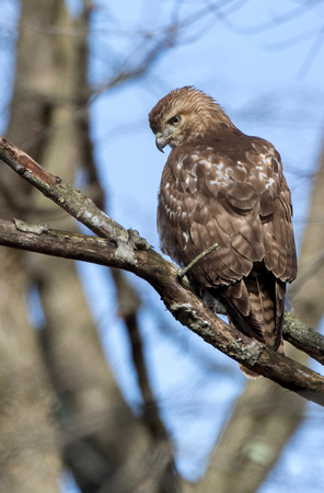 #1665 - Red-tailed Hawk