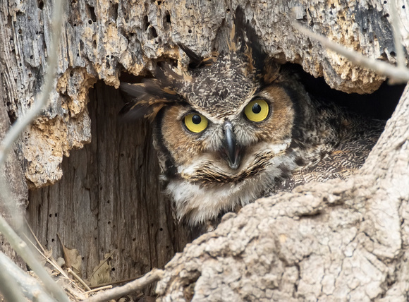 #1700 - Great Horned Owl