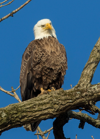 #1701 - Perched Eagle