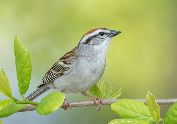 #1725 - Chipping Sparrow