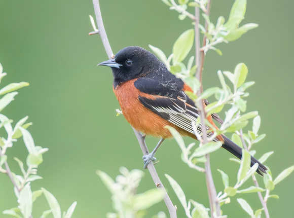 #1728 - Orchard Oriole