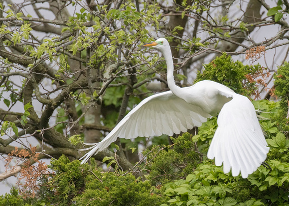 #1771 - Great Egret