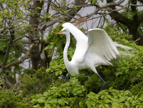 #1769 - Great Egret