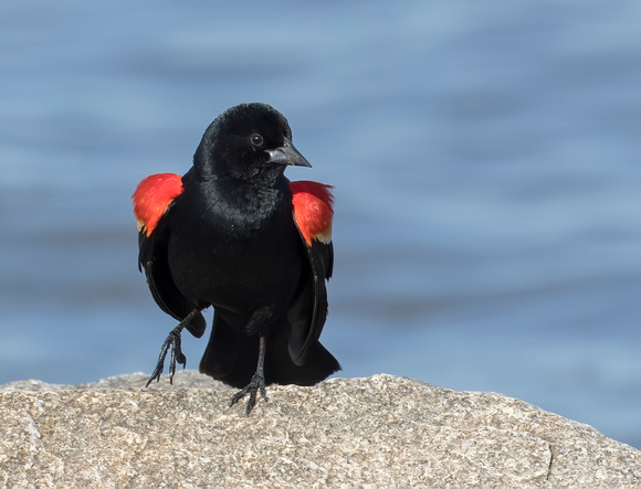 #1800 - Red-winged Blackbird