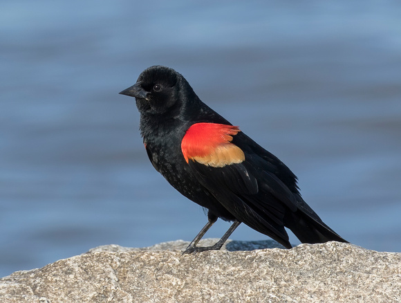 #1799 - Red-winged Blackbird