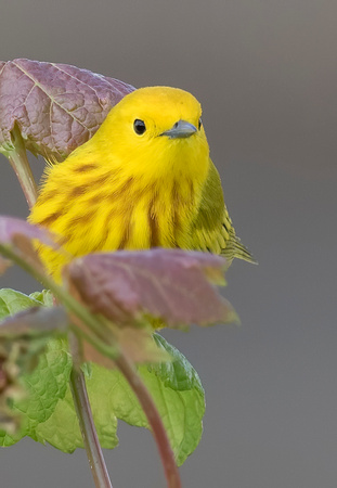 #1807 - Yellow Warbler