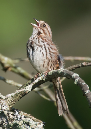 #1852 - Song Sparrow