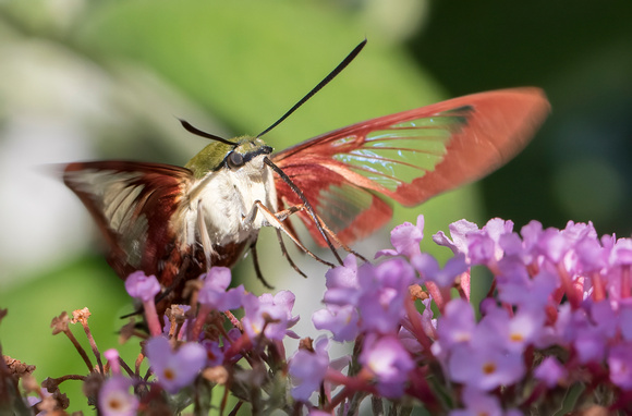 #1879 - Strawberry Hummingbird Moth