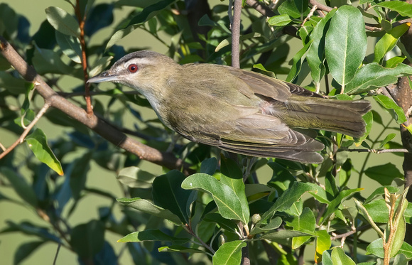 #1885 - Red-eyed Vireo