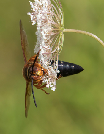 #1888 - Cicada Killer Wasp