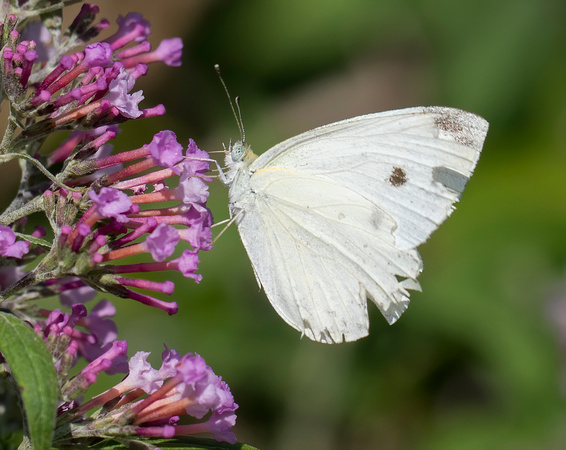 #1896 - Gabbage White Butterfly