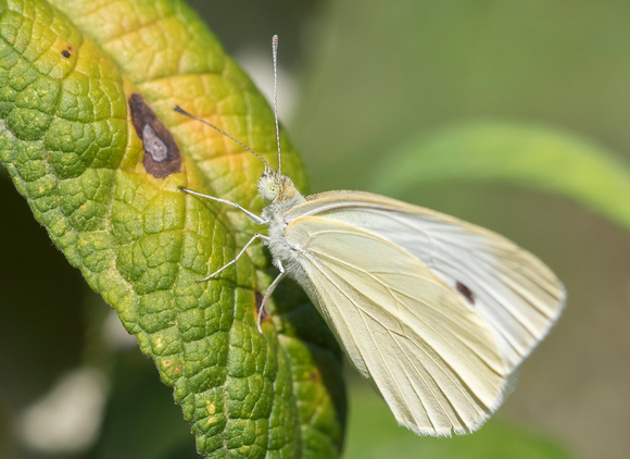 #1897 - Gabbage White Butterfly