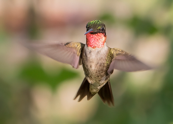 #1916 - Ruby-throated Hummingbird